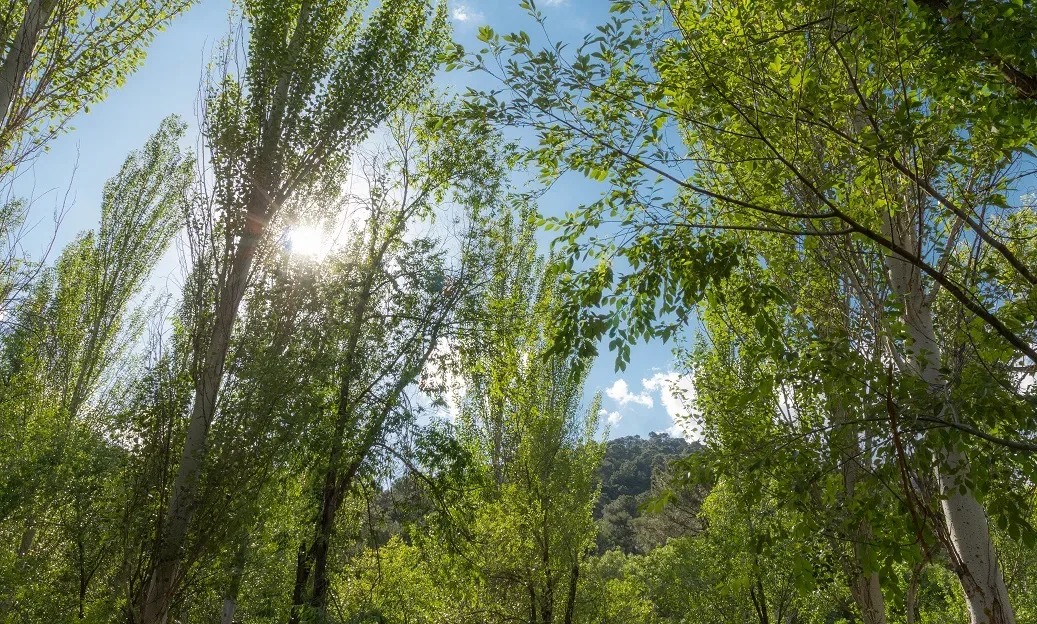 Camping Puente de las Herrerías